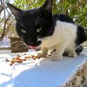 Mykonos Katzen (173)